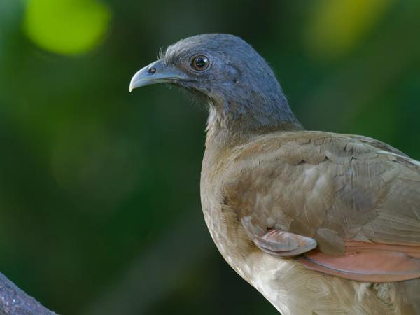 <h3><a href="/trips/costa-rica/biota/animalia/chordata/aves/006 galliformes/002 cracidae/ortalis cinereiceps/ortalis cinereiceps-nl.html">Ortalis&nbsp;cinereiceps</a> / Grey‑headed&nbsp;chachalaca / Grijskopchachalaca</h3>OM-1 Mark II met M.300mm F4.0 + MC-14, 1/60 sec  bij F5.6, ISO 10000, afstand 8.01&nbsp;m